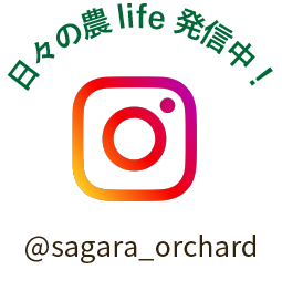 インスタグラムで日々の農Life発信中！@sagara_orchard