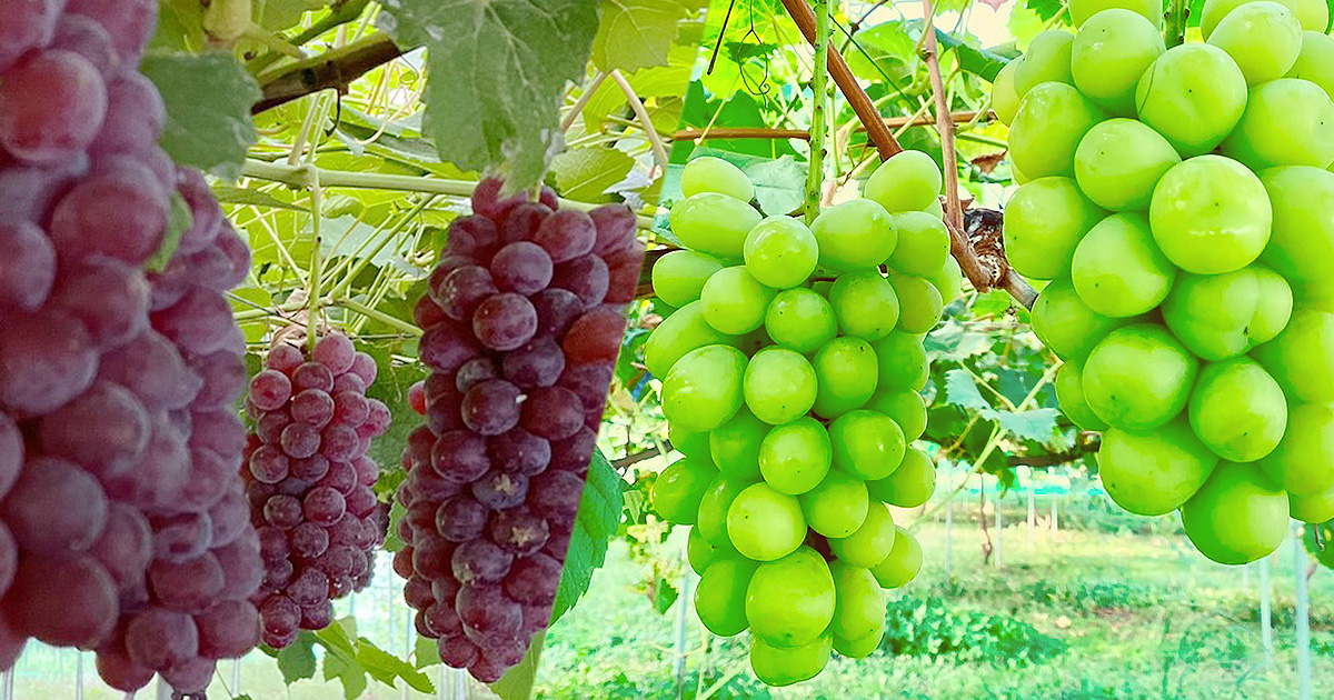 相良果樹園 - 山形県高畠町の果樹農家